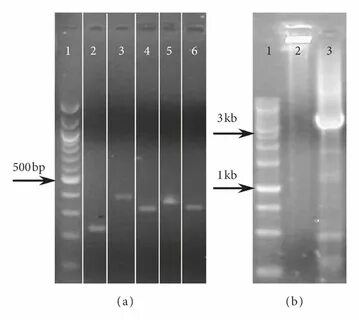 RT-PCR of the mfpEA operon. (a) Lane 1: MWM 100 bp ladder (N