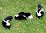 Family Of Skunks The Best Funny Jokes Are On The Laughline