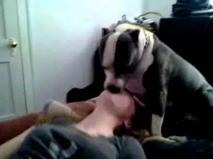 Pit bull kisses - YouTube