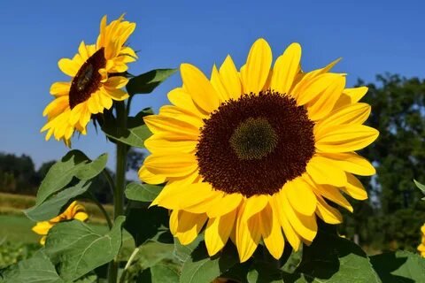Free picture: sunflower, blue sky, daylight, flower, field, 