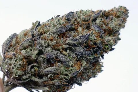 Purple Stardawg - Steemit