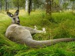 Kangaroos Pictures Download Free Images on Unsplash