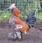Mille Fleur Belgian Bearded d'Uccle bantam chickens - Herita