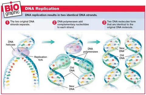 Prokaryotic DNA Replication- Enzymes, Steps and Significance