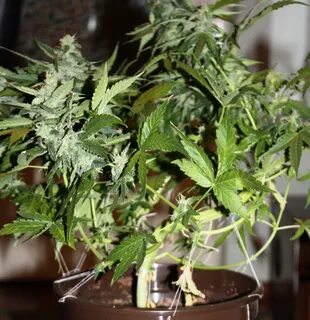 Autoflower Tie-Down LST Method Autoflowering Cannabis Blog