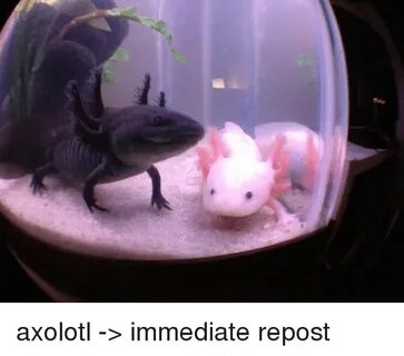 Axolotl - Immediate Repost Persimmon Meme on awwmemes.com