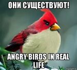 они существуют! angry birds in real life, Мем angry birds - 