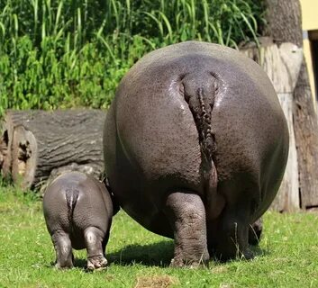 Hippo bums