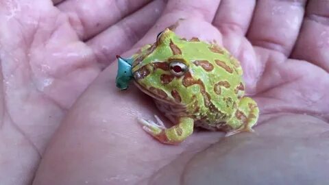 Albino Pac-Man Frog: EATING GOLIATH WORM! - YouTube