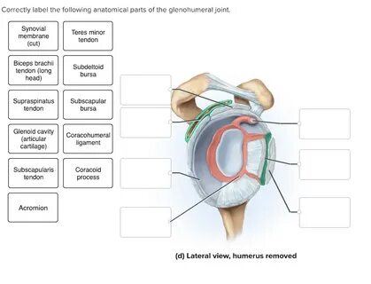 Drag The Labels Onto The Diagram To Identify The Structures 