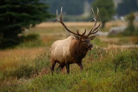 King of the Rut : Bull Elk (Cervus canadensis) - Rocky Mount