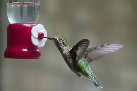 How to Make Hummingbird Nectar Without Boiling the Water (4 