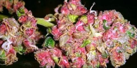 Pink Cannabis Is A Real Thing And It’s Gorgeous