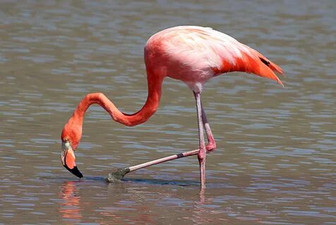 Galapagos Islands Birds The Galapagos Islands! Flamingo pict
