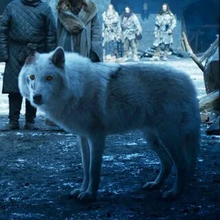 This Was Ghost's Stand-In on Game of Thrones and I'm Not OK 