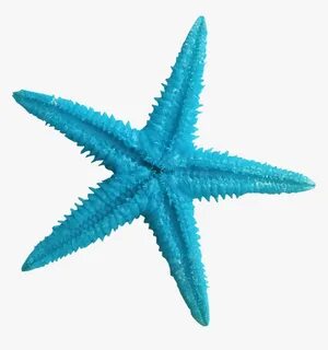 Turquoise Clipart Blue Starfish - Starfish Transparent, HD P