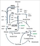 General overview of the TCA cycle and anaplerotic node. Soli