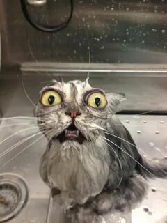 IMGUR wet cat Funny animals, Cat bath, Funny animal pictures