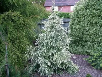 Year Live Plant White Tip Cedar Cedrus deodara Albospica 3 H