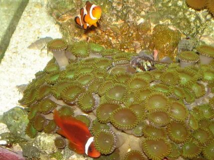 Real Monstrosities: Button Zoanthid