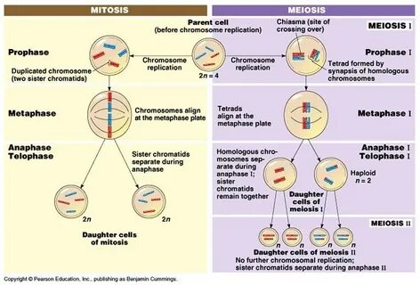 Diagram of Meiosis vs Mitosis Quizlet