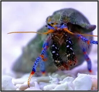 Blue-legged hermit crab by NstiG8tr - DPChallenge Hermit cra