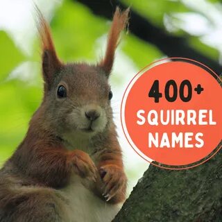 Baby squirrel name