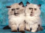Nicolas cage cats : Twin terrors. Kittens cutest, Kitten bre