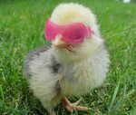 Pollo moderno Baby chickens, Funny animals, Cute animals