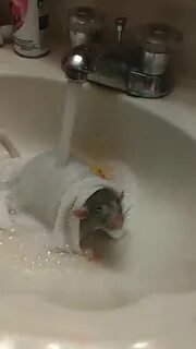 The Rat Shower - GIF on Imgur