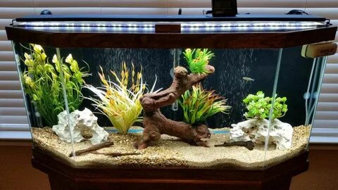 Clear Water Fish Tank