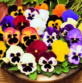 How to Grow Pansy - Watters Garden Center