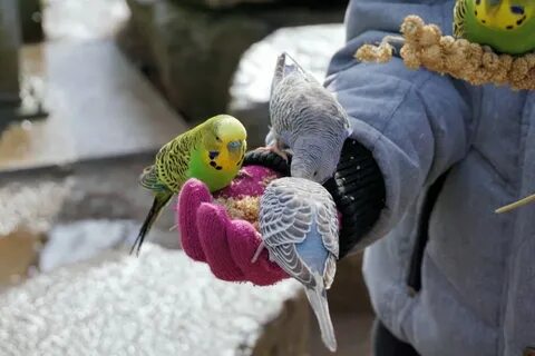 Can Budgies Eat Strawberry Leaves