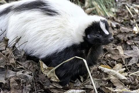 Pepé Le Pew (@ImPepeLePew) / Твиттер
