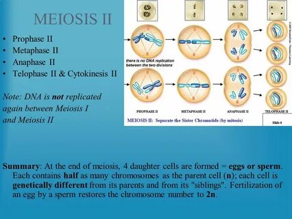 CELL REPRODUCTION MEIOSIS. - ppt download