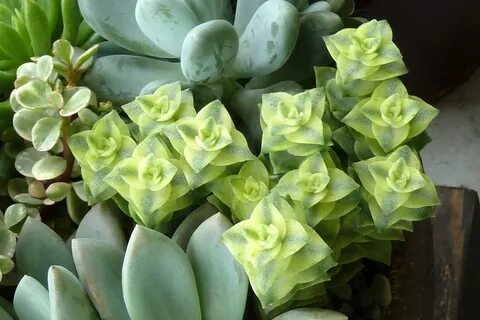 Crassula (Jade and More): Details, Photos and Varieties