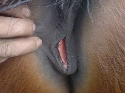 Mare pussy close up - 38 porn photo