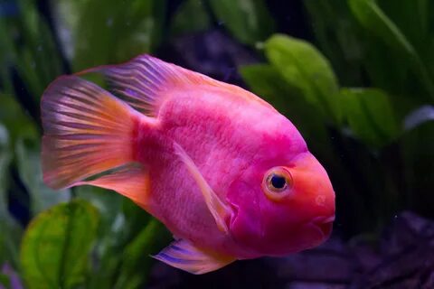 iphone betta fish wallpaper 4k - Clip Art Library