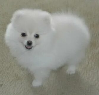 white pomeranian puppy ball for sale Online Shopping