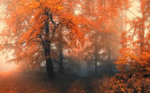 Обои лес, осень, туман на рабочий стол