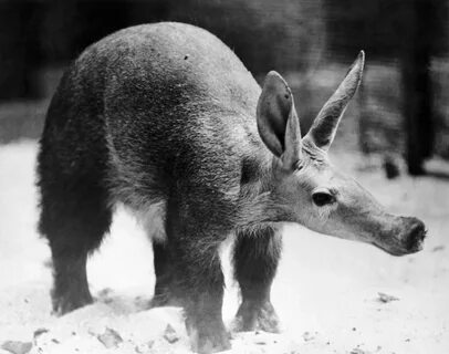 10 Facts About Aardvarks