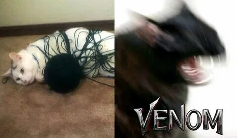 Cat,venom,Some_furry_trash,meme,memes,gifs,funny,pictures,pics,gif,comic.