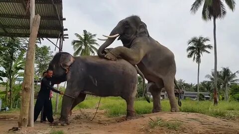 Elephant grabs boob video