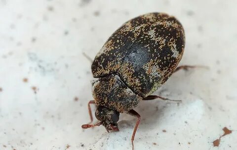 Carpet Beetles Identification And Control Guide