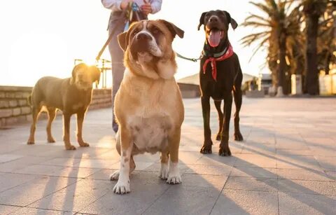 Do you love spending time with dogs? 