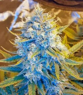 Отзывы о сорте Killer Kush Auto fem (Sweet Seeds) - Семяныч