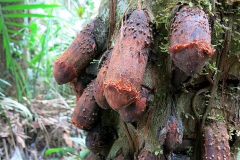 File:Penis tree Amazon Peru.jpg - Wikimedia Commons