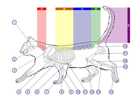 Diagram Of Cat : Male Cat Diagram - Adult Xxx Pornstars - Re