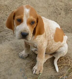 Pin by Dog Breeds on American English Coonhound English coon