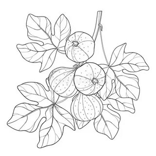 Coloring Pages Vector Branch Outline Common Fig Ficus Carica